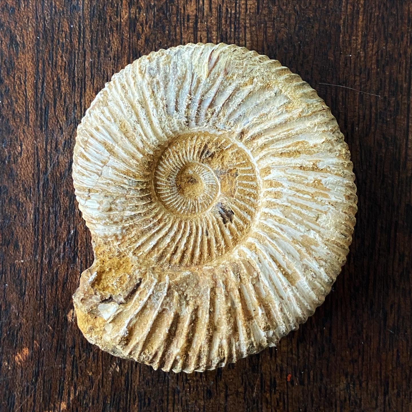 Ammonite Natural