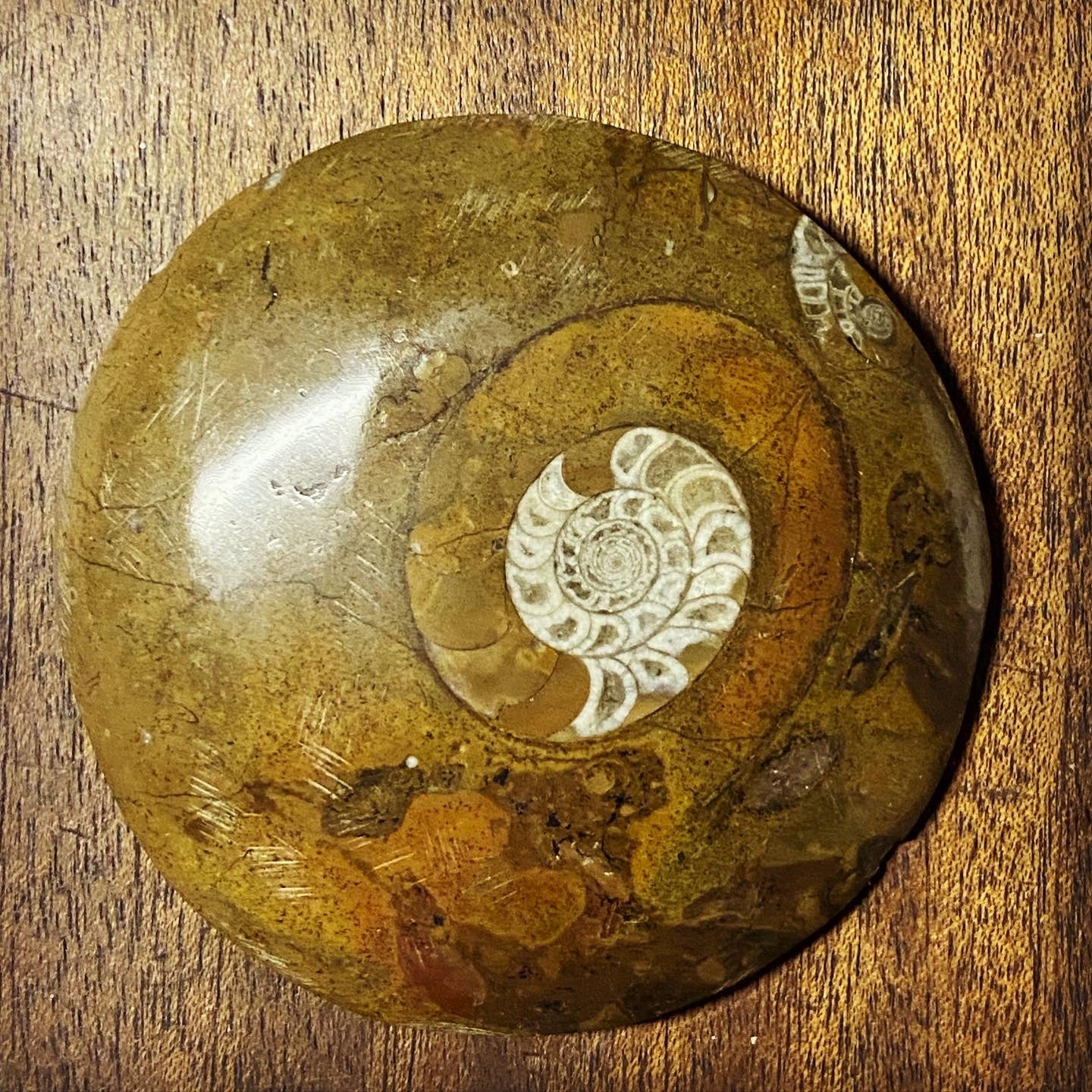 Goniatite Fossil Buttons