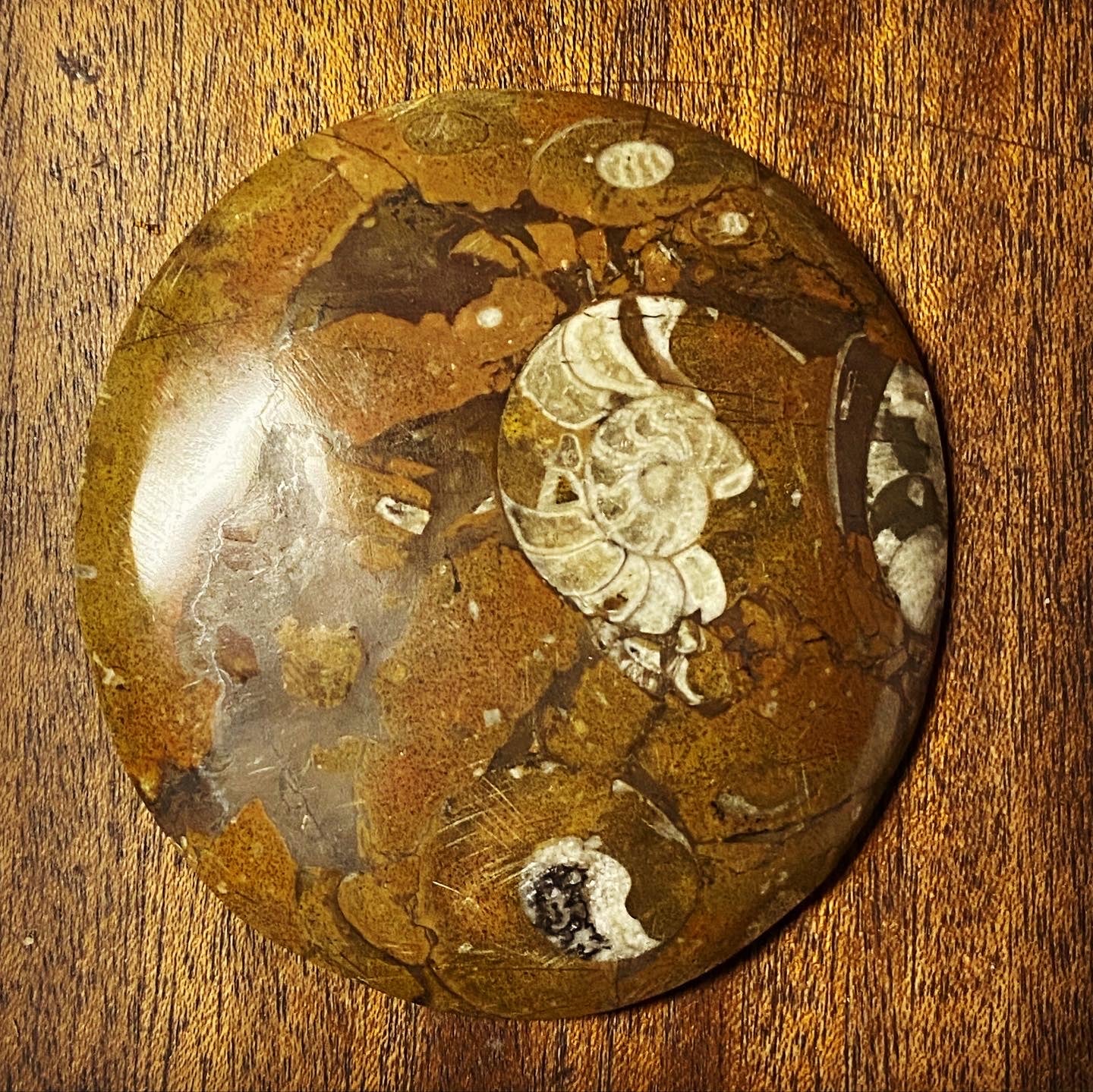 Goniatite Fossil Buttons