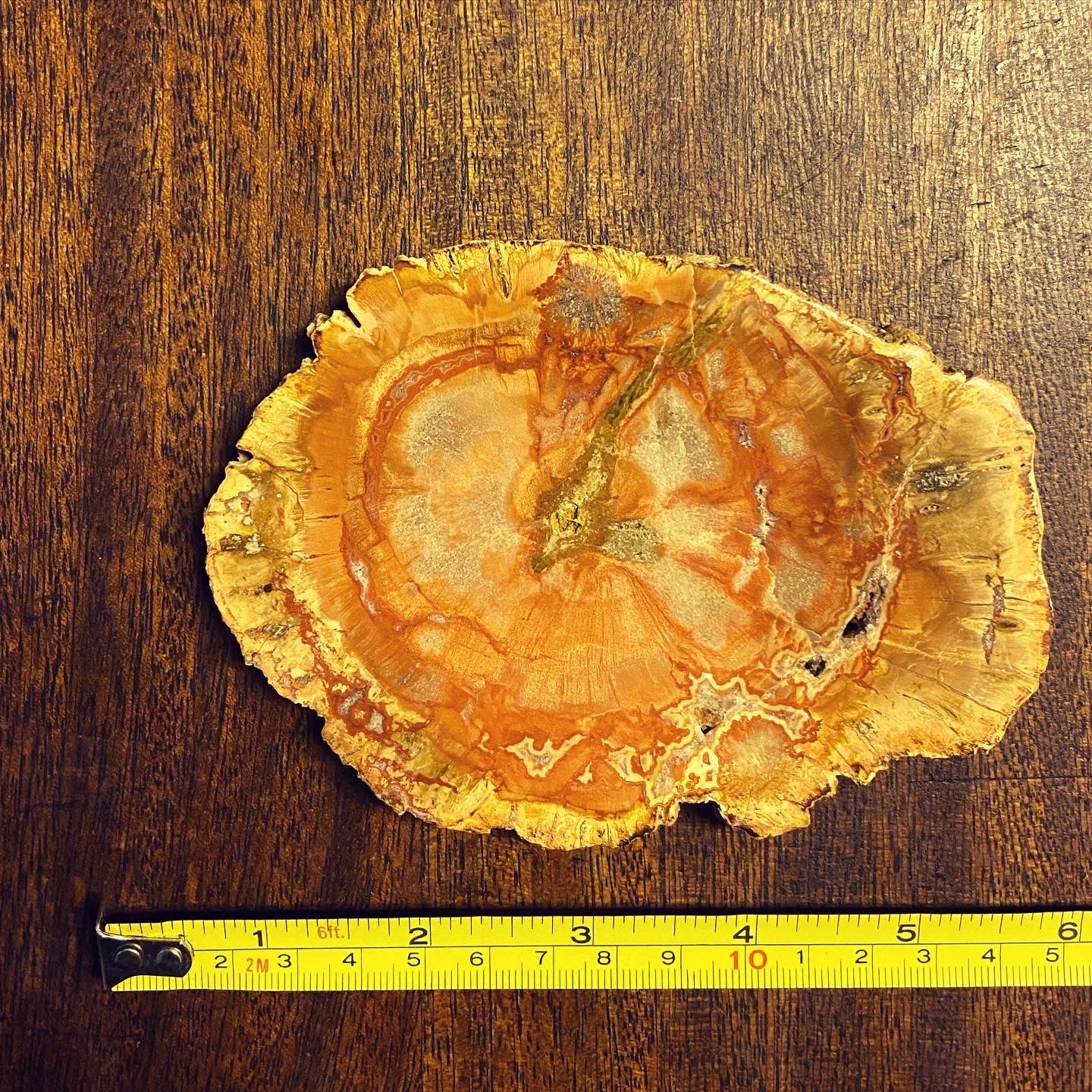 Z Petrified Wood
