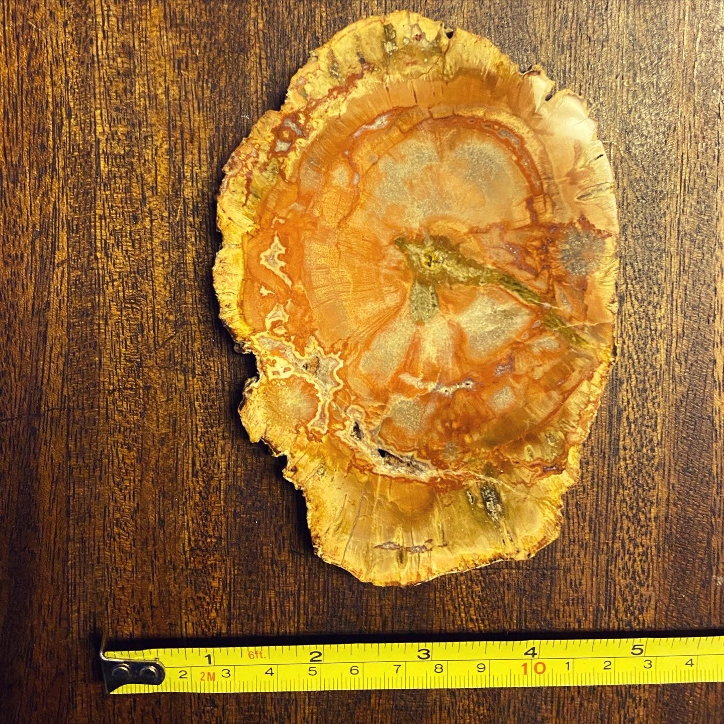Z Petrified Wood