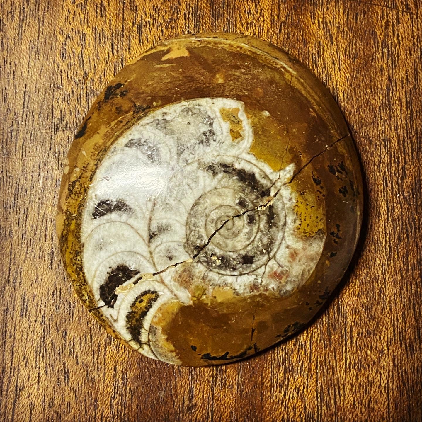 Goniatite Fossil Buttons