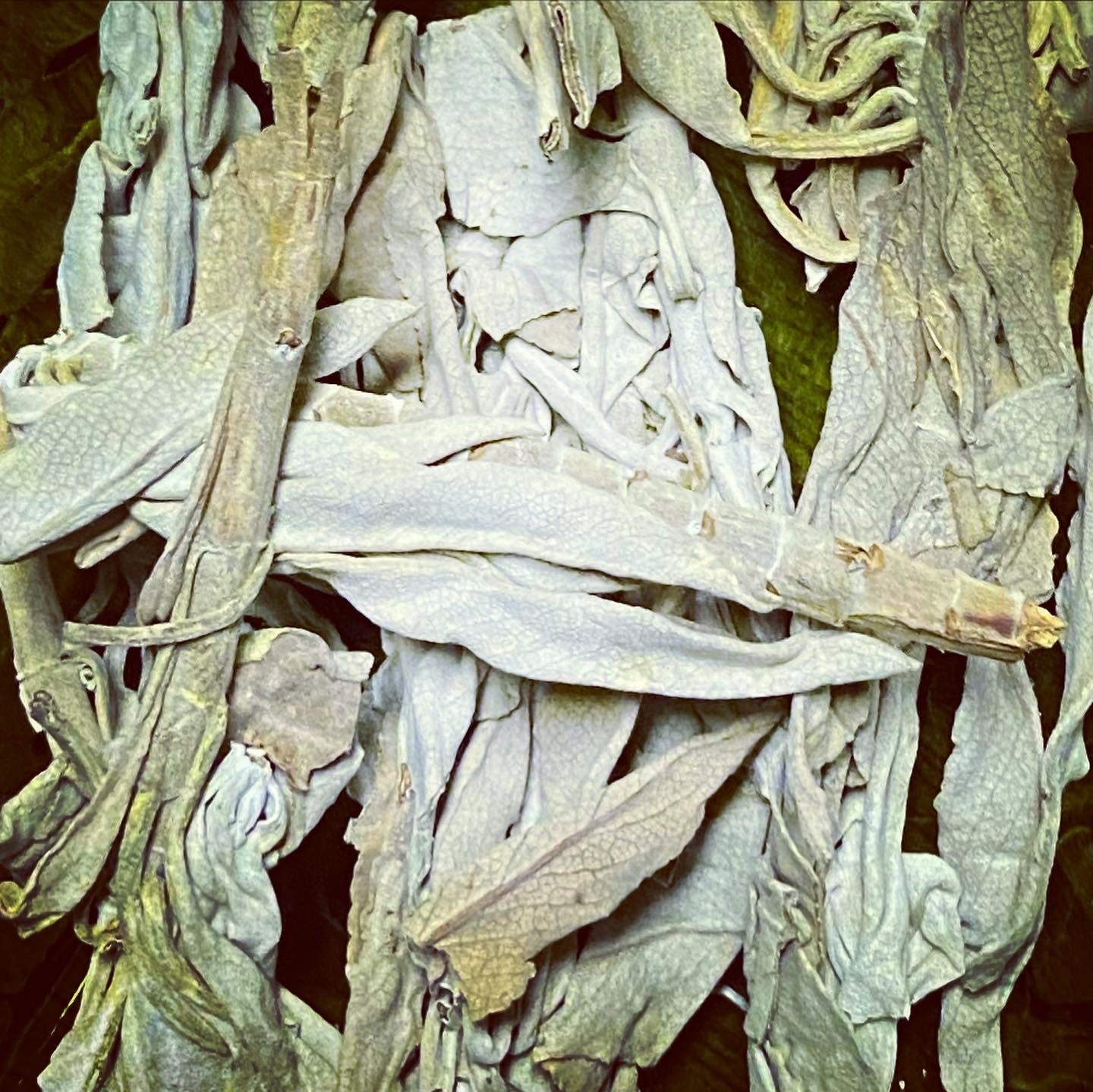 Sage (Loose)