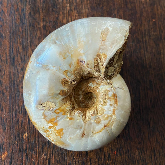 Ammonite: Polished