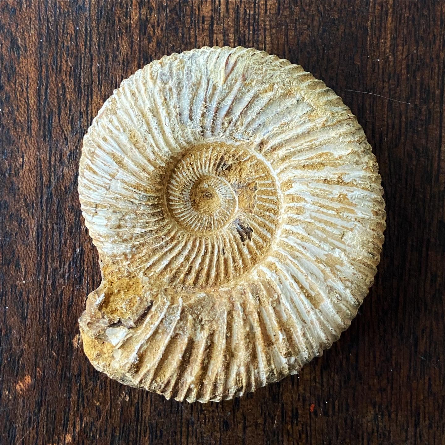 Ammonite: Natural