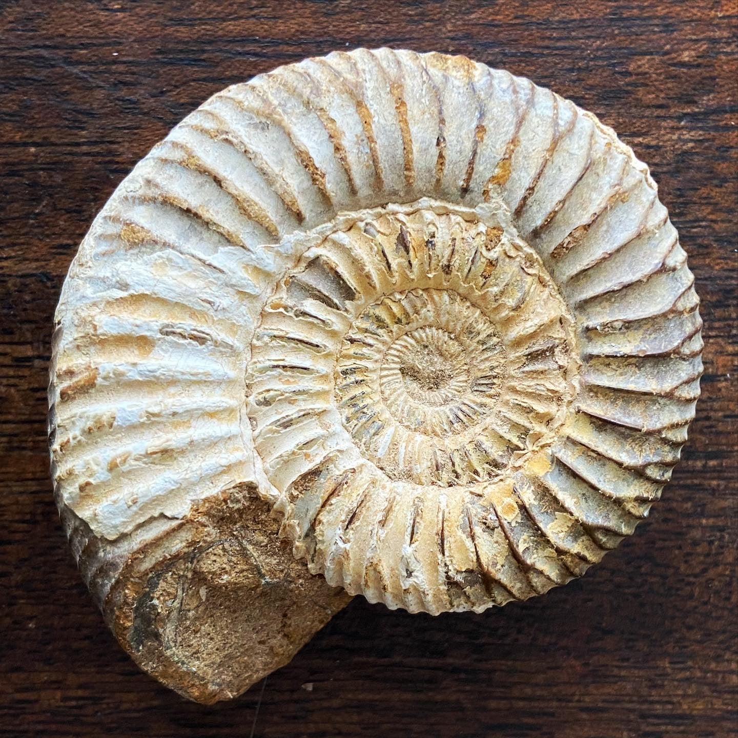 Ammonite: Natural