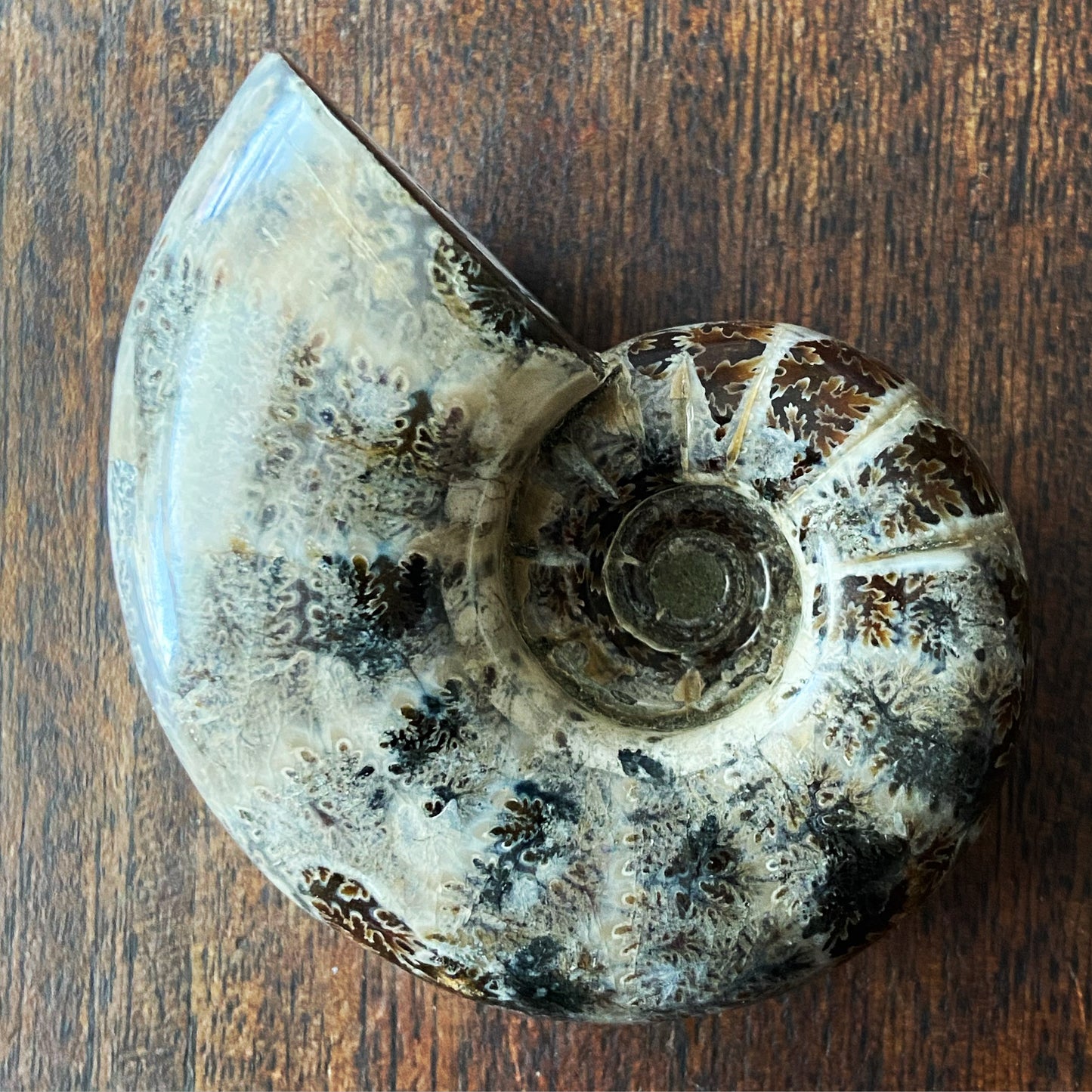 Ammonite: Polished