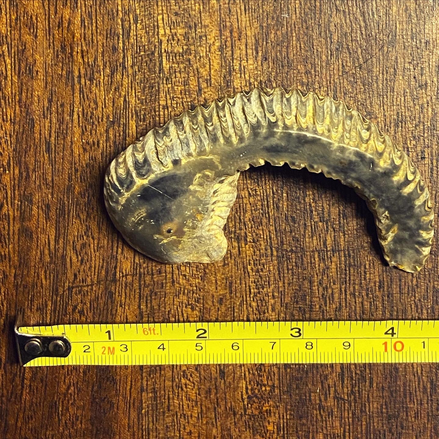 Fossil ZigZag Oysters