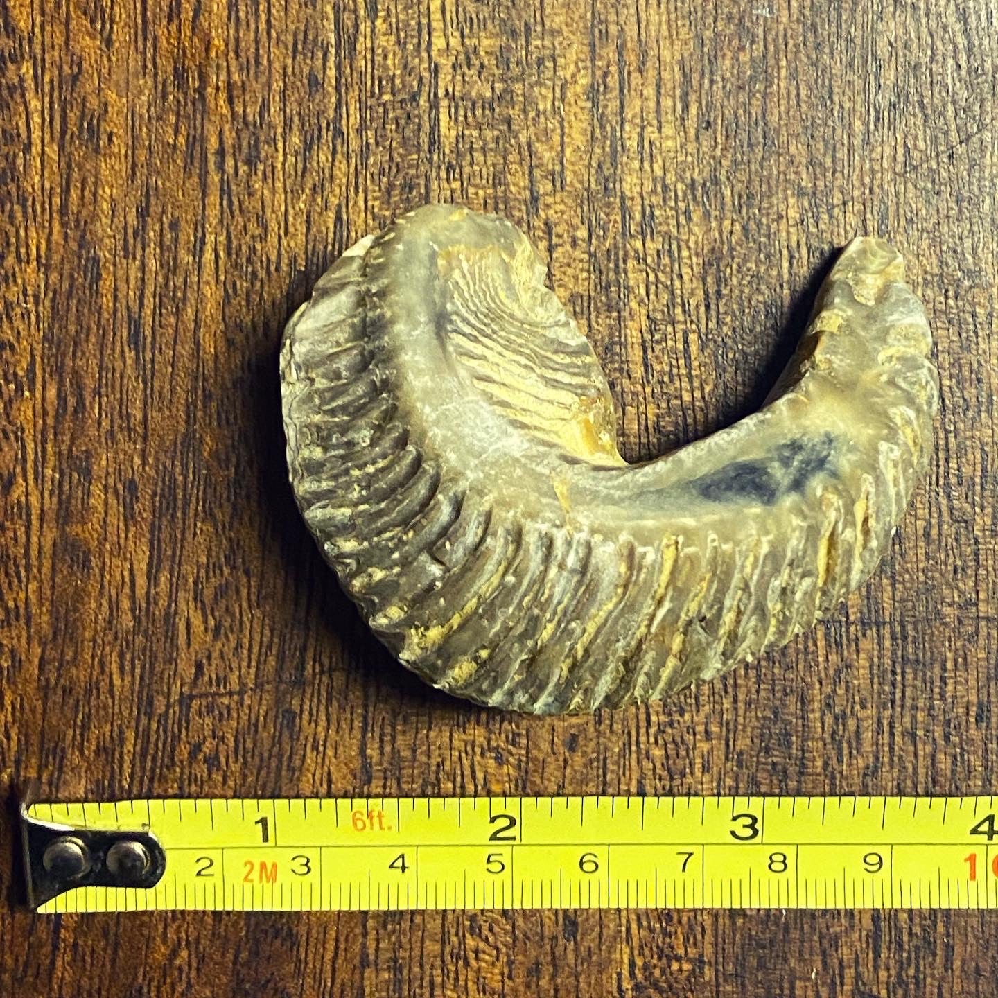 Fossil ZigZag Oysters