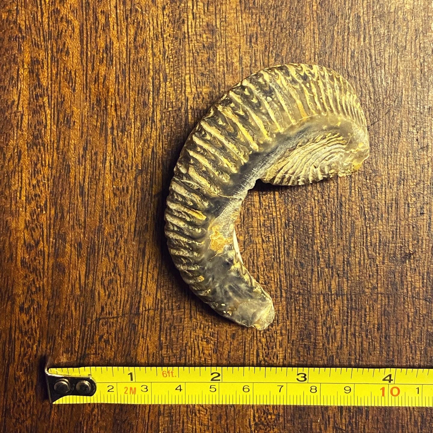 Fossil ZigZag Oysters