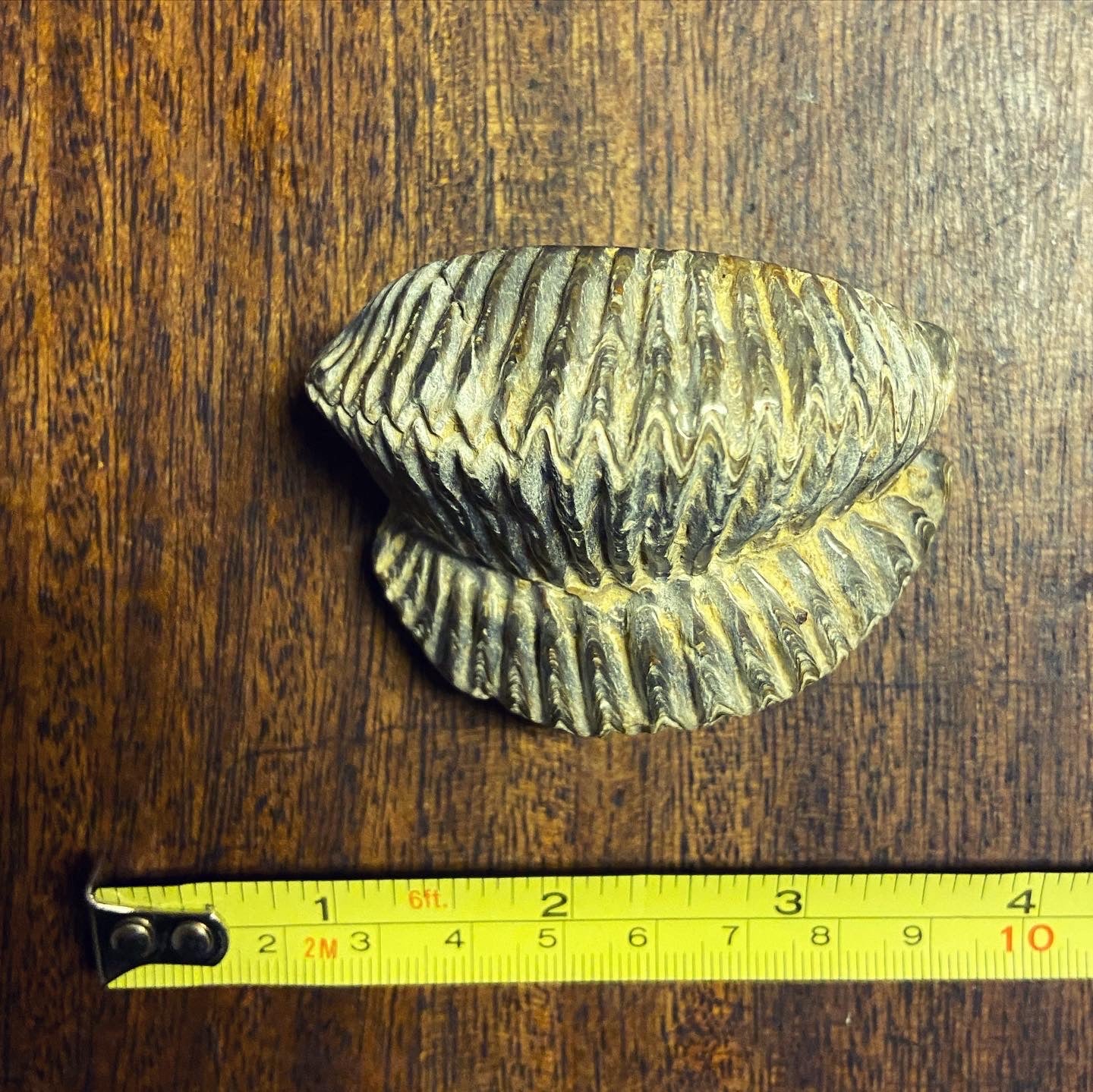 Fossil ZigZag Oysters