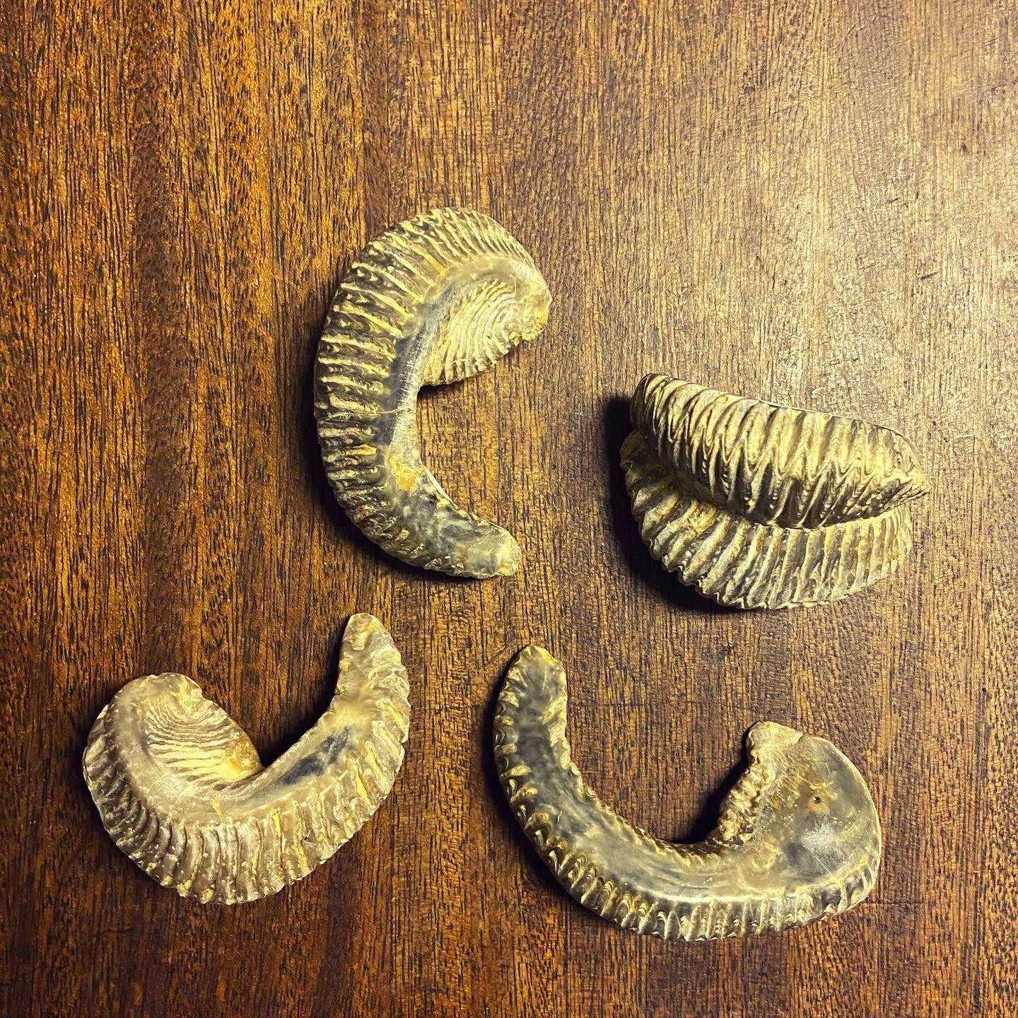 Fossil ZigZag Oysters