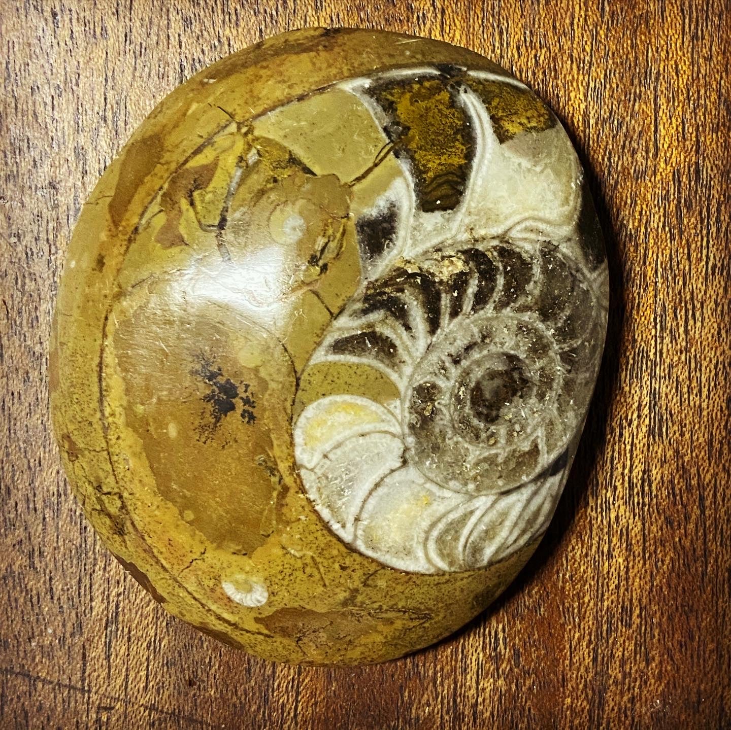 Goniatite Fossil Buttons
